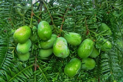  【这一种】这种3年才会结果的植物，是一种坚果零食，如今市面上