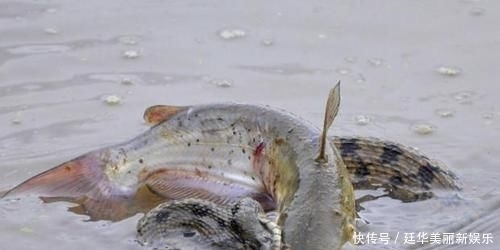 下河@钓友郊区河边钓鱼,水中突然阵阵涟漪,下河抓却不敢出手