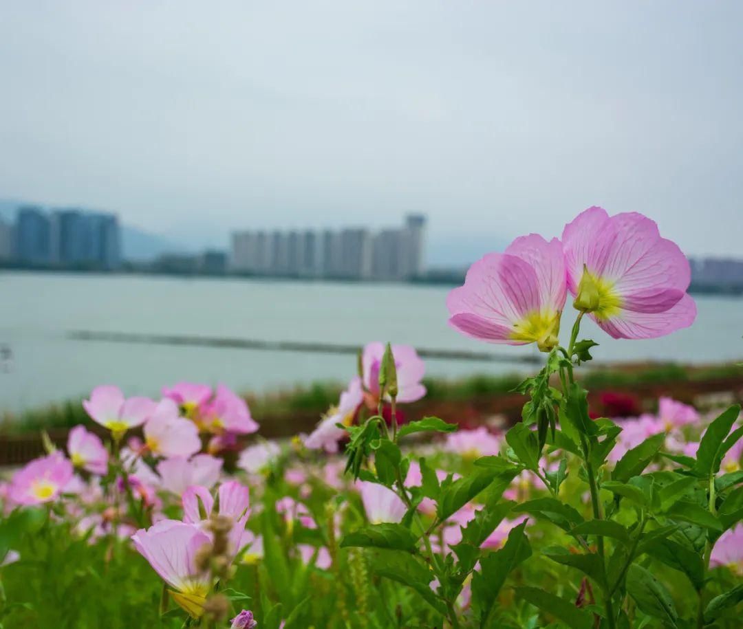  「月见草」美丽月见草，在月下展颜的一抹桃粉色