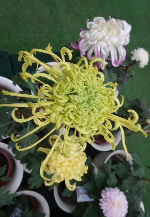  洒脱■喜欢菊花，首选“菊中珍品”金龙爪，飘逸洒脱，妩媚动人！