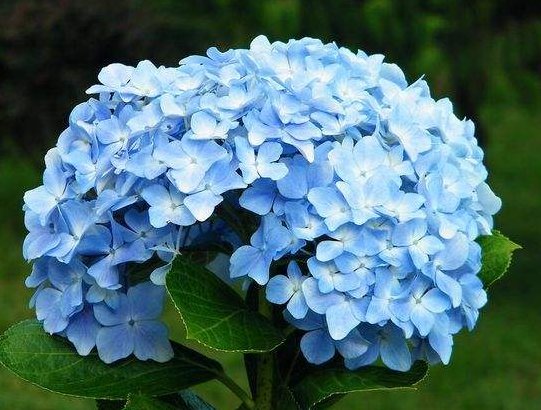  【柔美】阳台养这些植物，花色柔美，持续开花，懒人超爱养，花朵艳丽柔美