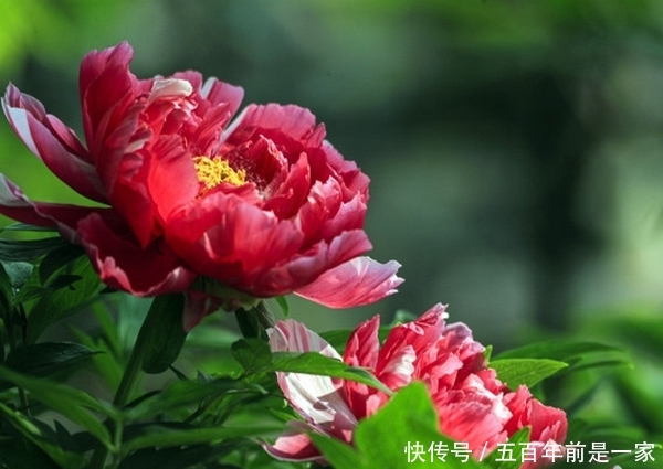『盛开』2020年姻缘袭来,桃花盛开,命里犯桃花的4大生肖!