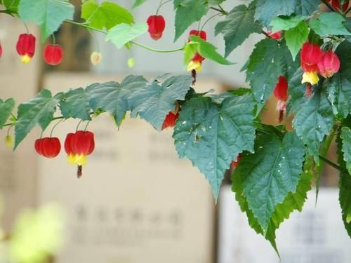  『蔓性风铃花』这种爬藤花一年四季都挂满小灯笼，你家有吗？