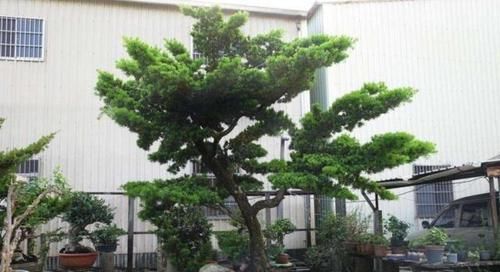  『有钱人』为啥有钱人家里都养“盆栽树”？听卖花的人说完，真是太聪明了！