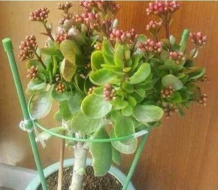 『枝条』茶花、长寿花枝上钻个“洞”,插个枝,满树都是“7色花”!