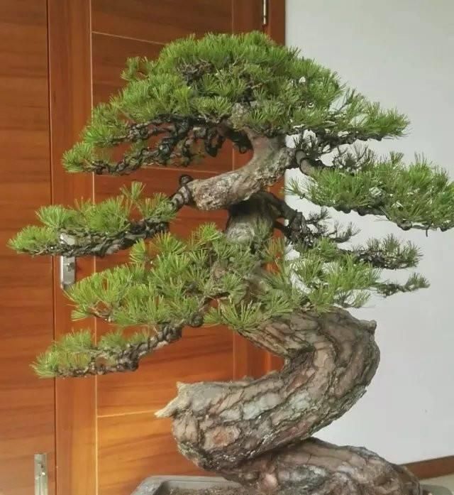  自然■松针短小成簇，形成自然苍劲之感，这样的“上品树”，来一盘！