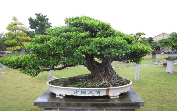  做成■这几种绿植做成盆景十分奇妙,养护简单,几乎每家都有一盆!