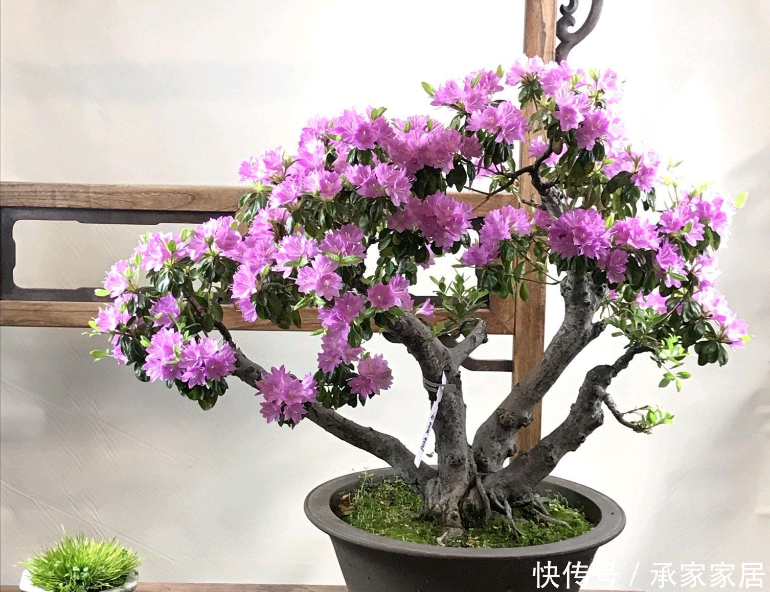  『女人』杜鹃花和女人一样难伺候，本来好好的杜鹃花盆栽，突然就枯萎掉叶