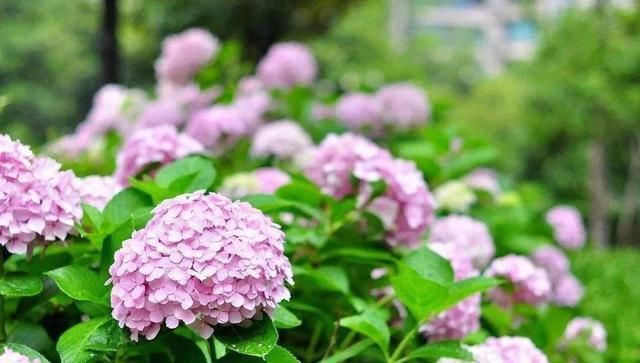  「土壤」绣球到了春天易得病，得了“灰霉病”别着急，来点“灰粉”好解决