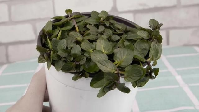  『薄荷的叶片』薄荷养厨房，掐一把就能做菜吃，越晒太阳越爆盆！