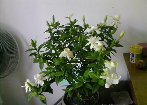  『以养好栀子』养栀子花，土要“酸溜溜”，根系才旺盛，叶油绿、开花多