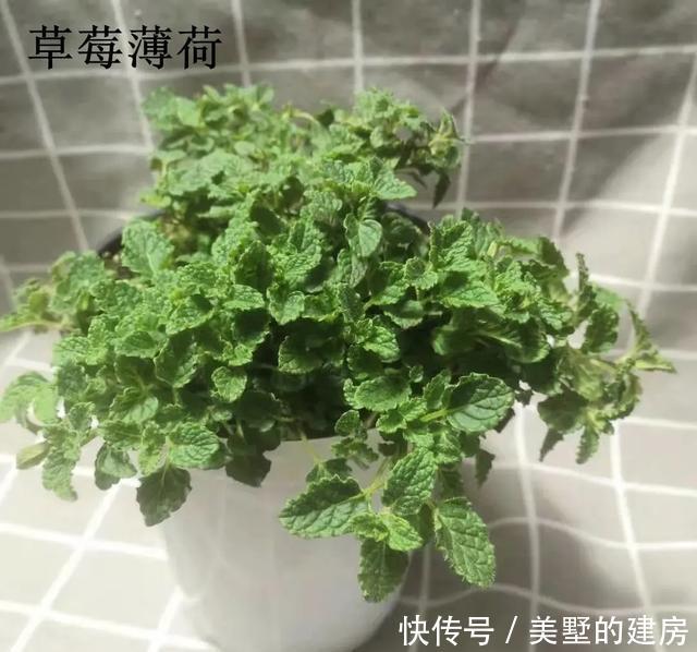 「水果鼠尾草」6种香香花,厨房客厅都能养,闻着香吃着也香,摘一把长10盆!