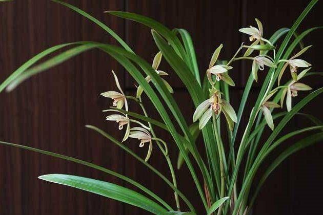  「种类」知道兰花有多少个？兰花一共有7个种类，知道你养的那种吗？