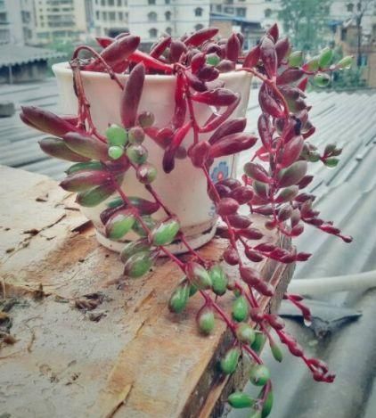  #花心#喜欢菊花，不如养盆“精品玫瑰”卡哈拉，花心似漩涡，清秀淡雅！
