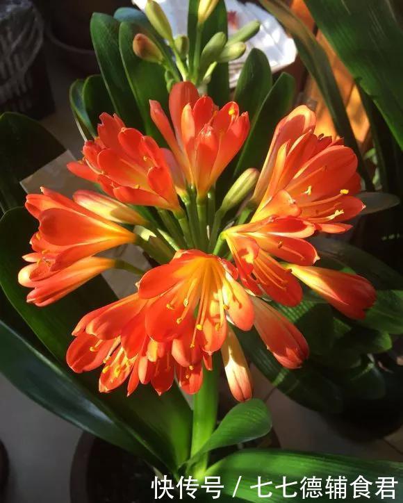  『花开』4种花，就要挤着养，挤一点才能不烂根、长得旺，花开更繁茂！