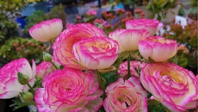  #花长#这种花长得一副菜样，开花却和玫瑰一样好看！
