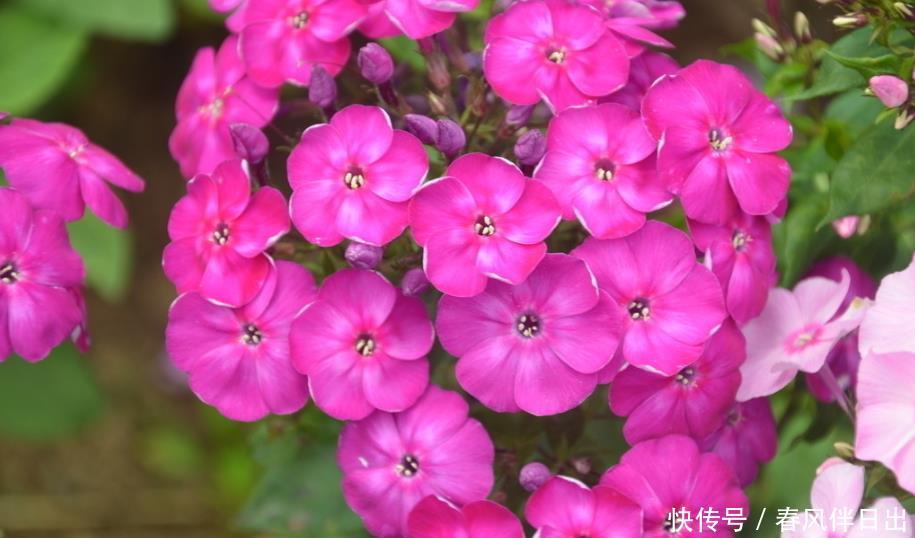  [花卉]适合家养的“5种花”，好养易爆盆，全年都开花，阳台变成百花园