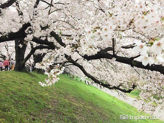 花圣地|中国哪个城市的樱花竟然能媲美京都?