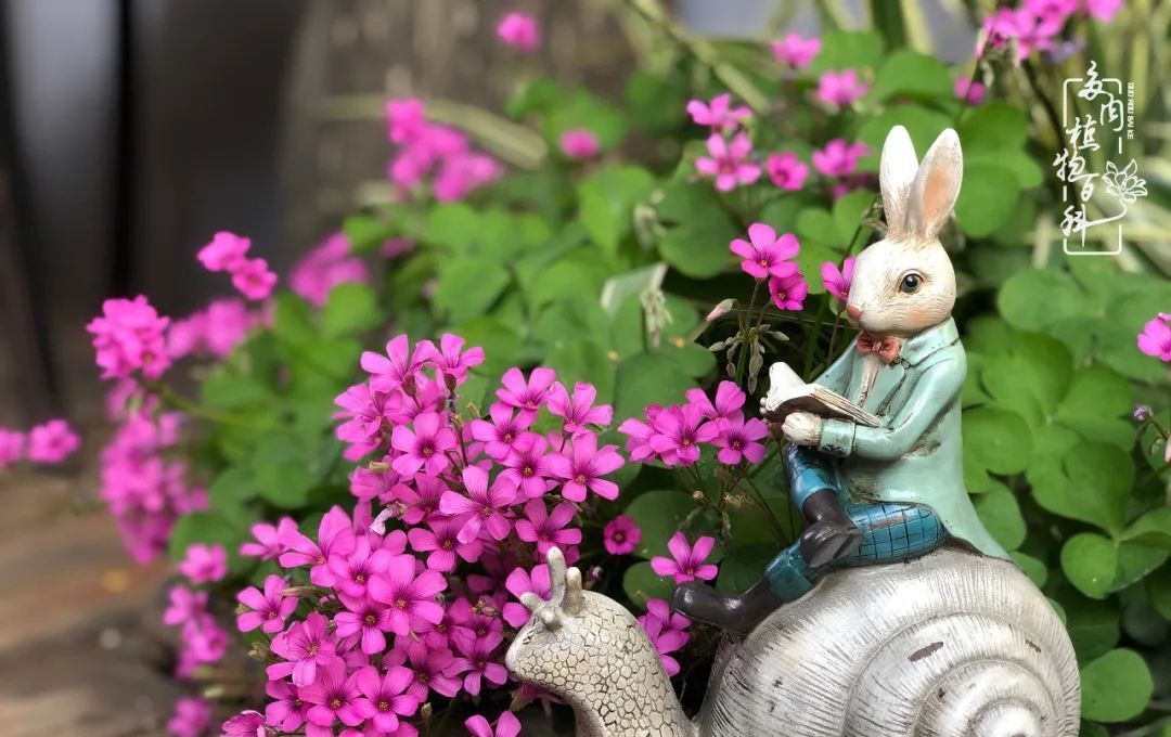  「院里」在茜的多肉小院里,花时间种快乐!