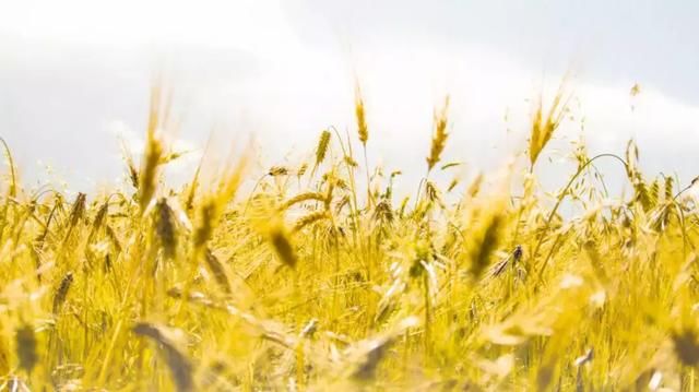 秋天的大西北有多美，第一张图就心动了！