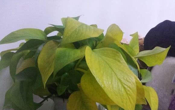 阳光@这3种植株不能“晒”，你把它放阳台上养，不黄叶才怪！