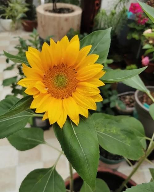  「矮化」这花围着太阳转，越热越晒越爆盆，矮化向日葵，阳台盆栽就很美
