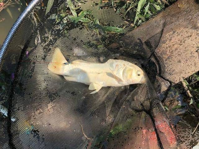  [认不出来]长成这样的鲤鱼还真不多见，要不是钓鱼的年头久，还真认不出来！