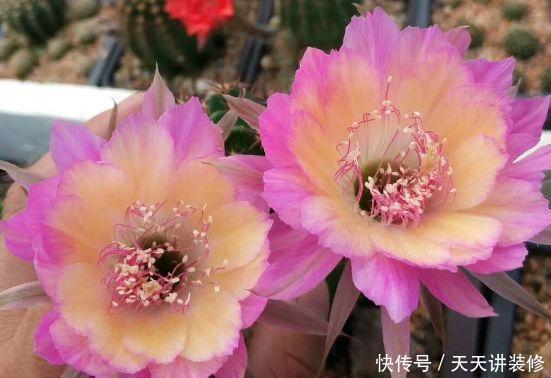  [图片作者]15种超级好养的花，不死鸟居然不是第一，“养花杀手”们试一试吧
