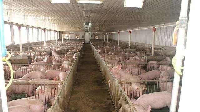  中国：现在养猪能赚钱吗？中国养猪首富牧原股份秦英林身价达100