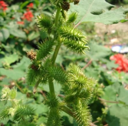  [苍耳]农村有种不起眼的野草，过去农民以除之而后快，殊不知价