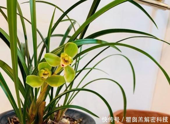  [长芽]兰花只长芽不开花，从“2方面”下手，花芽冒不停，年年都开花