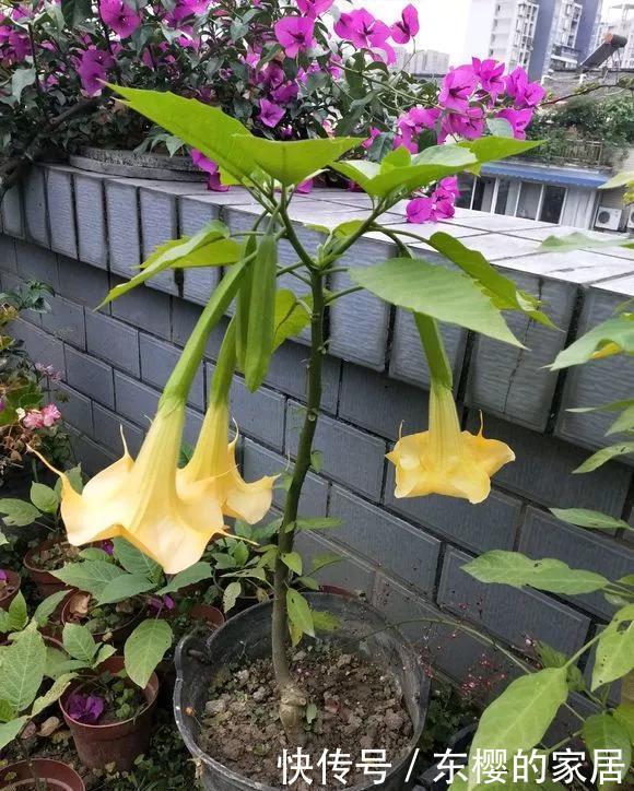  #身体#卧室里放4种花，身体越来越差！快搬到阳台去！