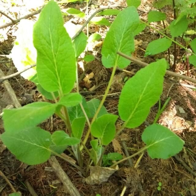 「山野菜」东北大山里的山野菜,你见过的有几种,能说出来吗