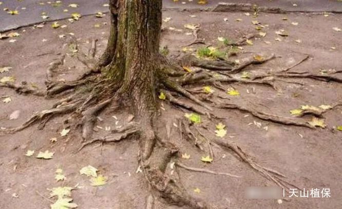  「家门口」家门口栽几棵树，镇宅又旺财，寓意还好，秋天还能结果子