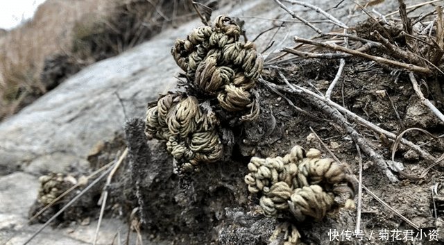  [人称]人称“九死还魂草”，生命力强，且价值珍贵，农村见到，