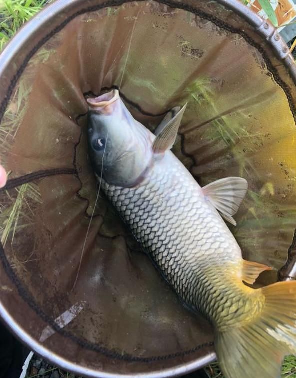 钓不到鱼别抱怨水里没鱼，做好这3个细节，三伏天也照样能连杆