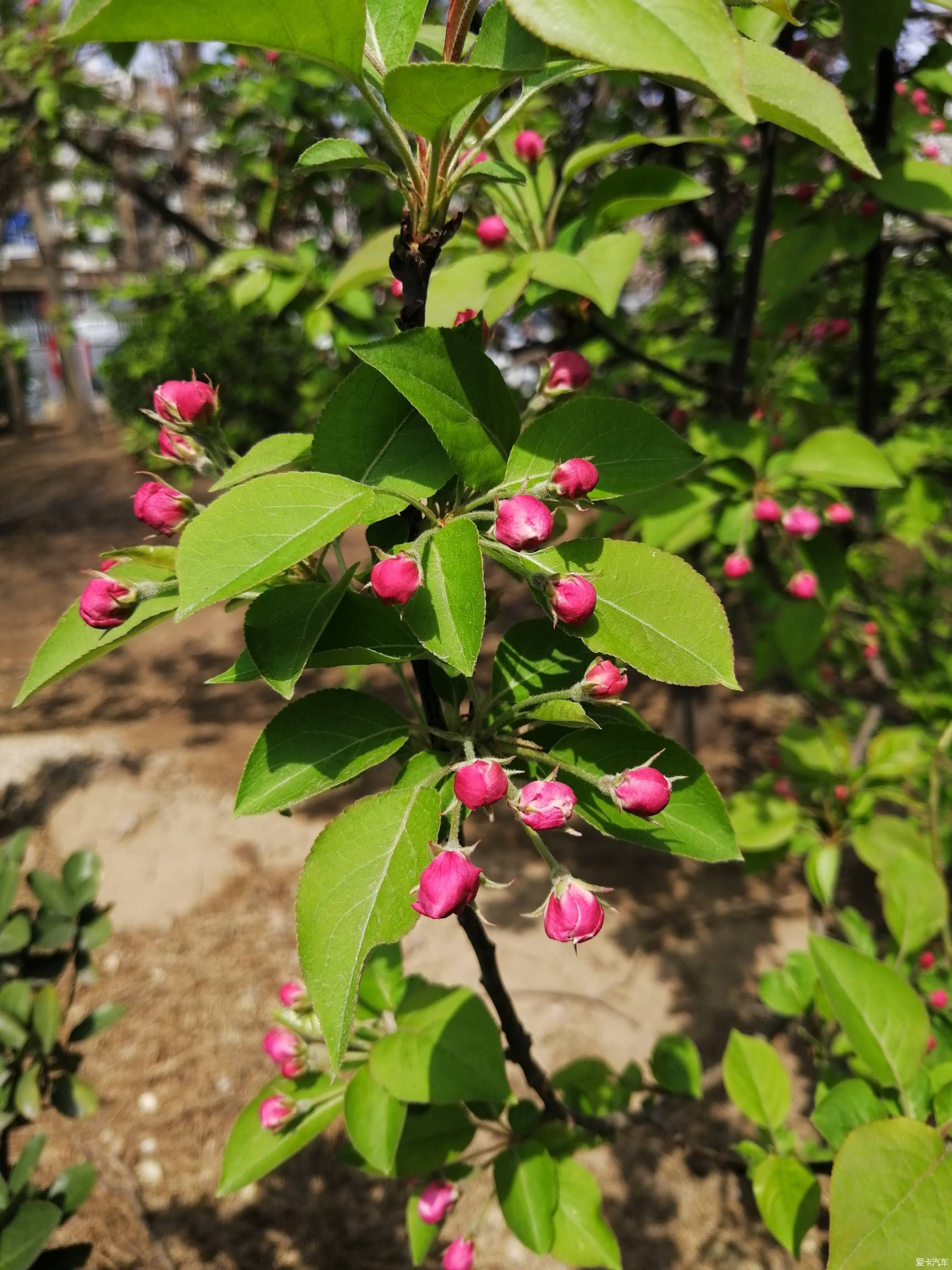 『春天【春天来了】又到春花烂漫时