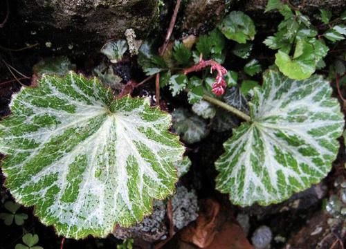  【植物】1种植物叶片宽，被称为“金线吊芙蓉”，全年可采收，价值高！