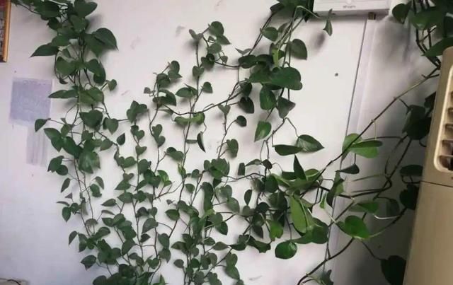  [窜成]18种花，挂窗台窜成绿窗帘，天热了遮阴真凉快！