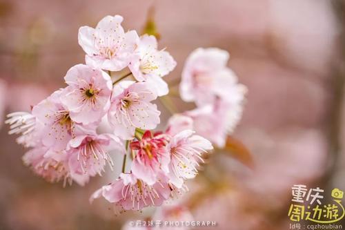 花开成海！再过一周重庆将美翻全国，14处美景玩转这个春天！