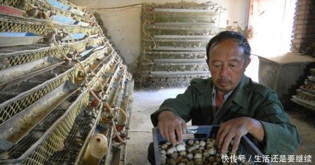 农民养殖不到一斤重的它，每月纯收益40000多元