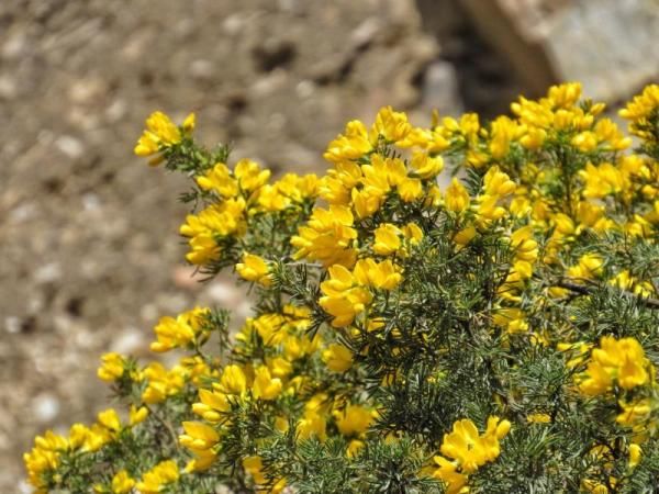  「大熊猫」植物界的“大熊猫”你见过吗？这两天在新龙开花了