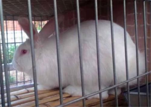  #兔子#在农村，养兔与养羊究竟哪个才更划算一些呢？一起来看看