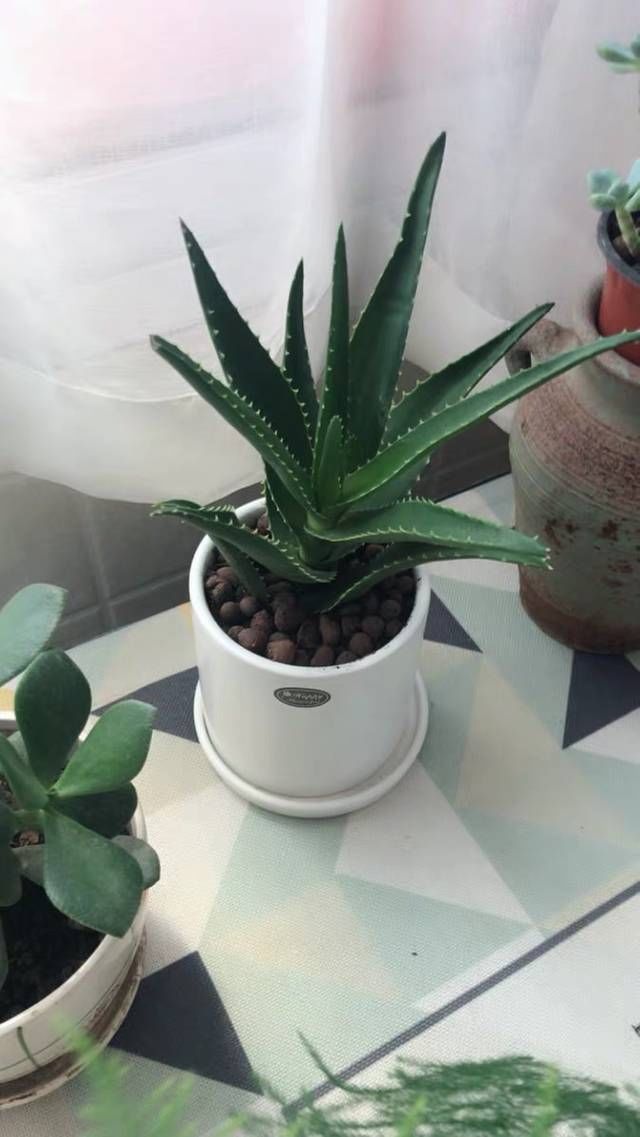  浇水■芦荟怎么养？芦荟养殖方法