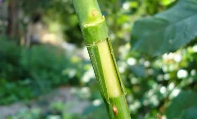  剥皮的部分：学会用压条繁殖植物，就感觉播种和扦插植物弱爆了，你喜欢哪种？