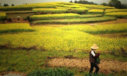  #弃耕#农村弃耕抛荒现象是什么原因造成的？最终结局是什么？