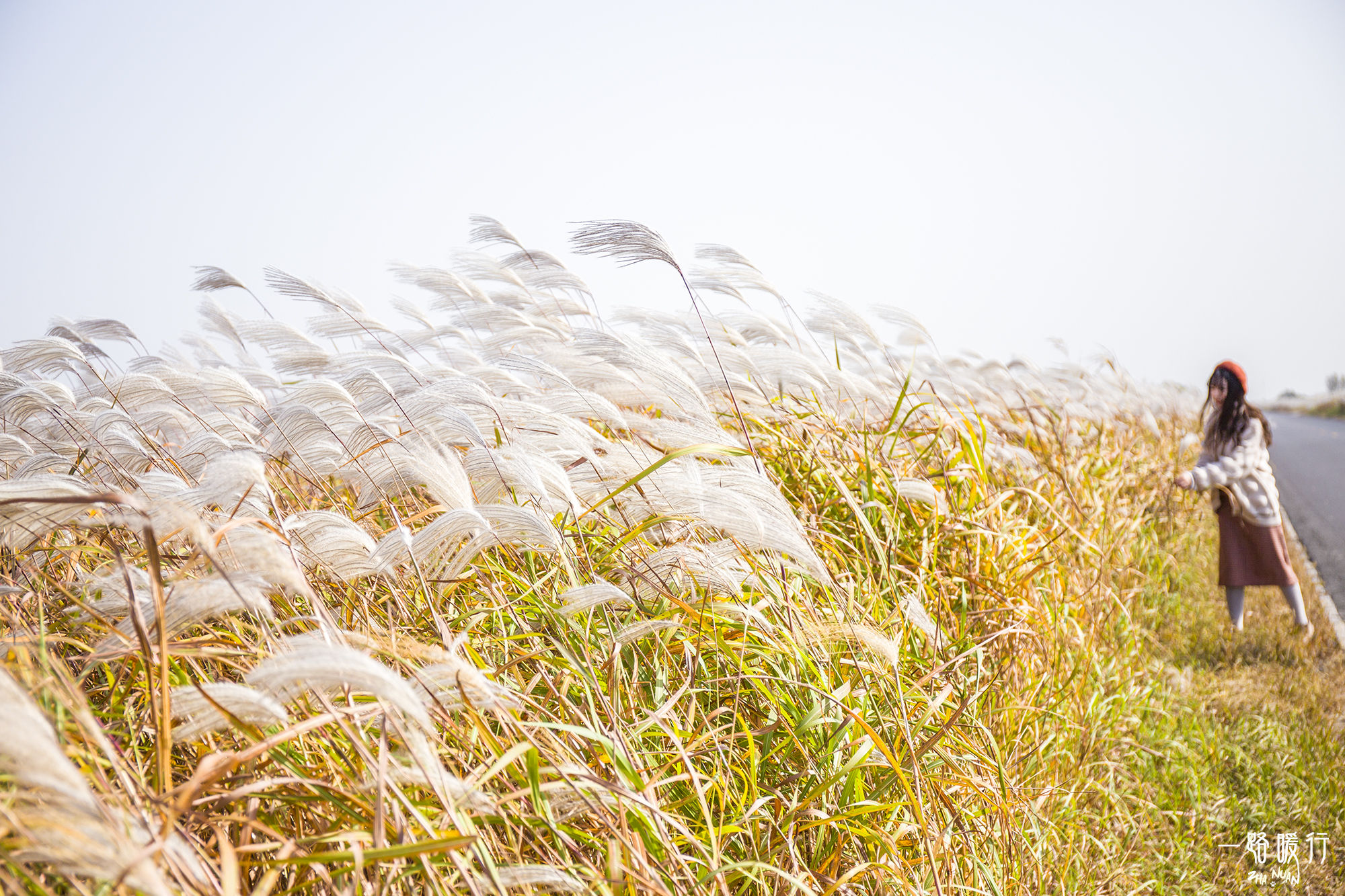 东营丨走过沧海桑田，终是在芦花飞雪的秋日遇见你