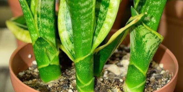  虎皮兰：室内空气差？只需养这“3种花”，空气清新、叶片翠绿，观赏性高