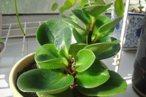 『此种』此种绿植堪称'二手烟的克星',修剪勤冒芽快,1根枝条变1盆