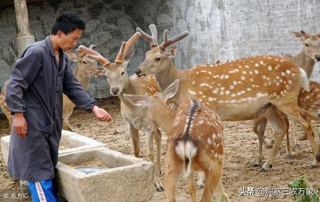 农村小伙手握20万，回乡创业，下面这3种养殖品种能助其致富吗？